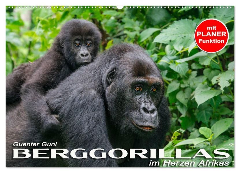 Berggorillas im Herzen Afrikas (Wandkalender 2027 DIN A2 quer) CALVENDO Monatskalender