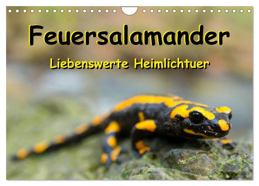Feuersalamander - Liebenswerte Heimlichtuer (Wandkalender 2027 DIN A4 quer) CALVENDO Monatskalender