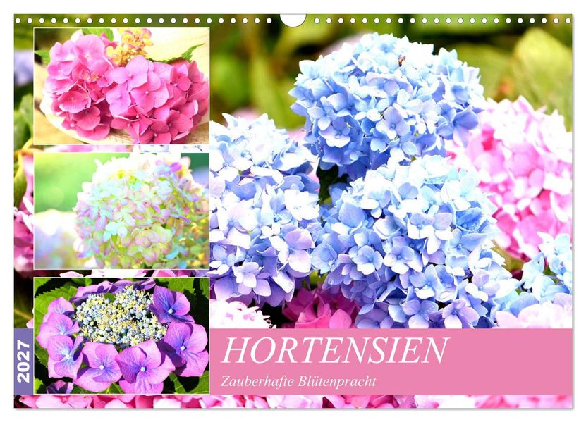 Hortensien. Zauberhafte Blütenpracht (Wandkalender 2027 DIN A3 quer) CALVENDO Monatskalender