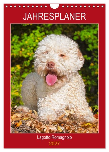 Jahresplaner Lagotto Romagnolo (Wandkalender 2027 DIN A4 hoch) CALVENDO Monatskalender