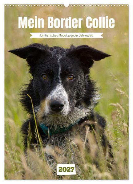 Mein Border Collie (Wandkalender 2027 DIN A2 hoch) CALVENDO Monatskalender