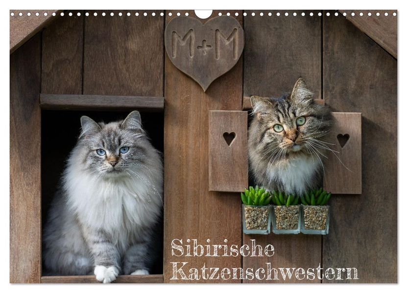 Maui und Molokai - Sibirische Katzenschwestern (Wandkalender 2027 DIN A3 quer) CALVENDO Monatskalender