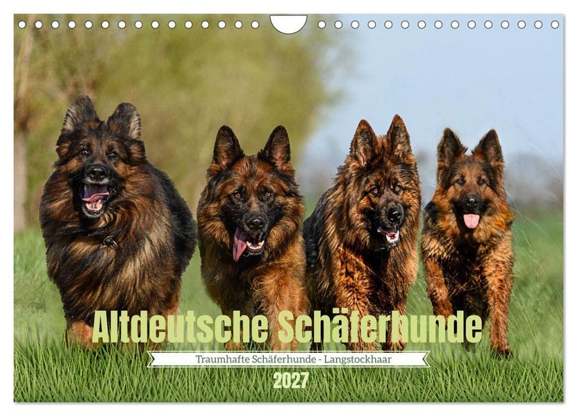 Altdeutsche Schäferhunde - Traumhafte Schäferhunde Langstockhaar (Wandkalender 2027 DIN A4 quer) CALVENDO Monatskalender