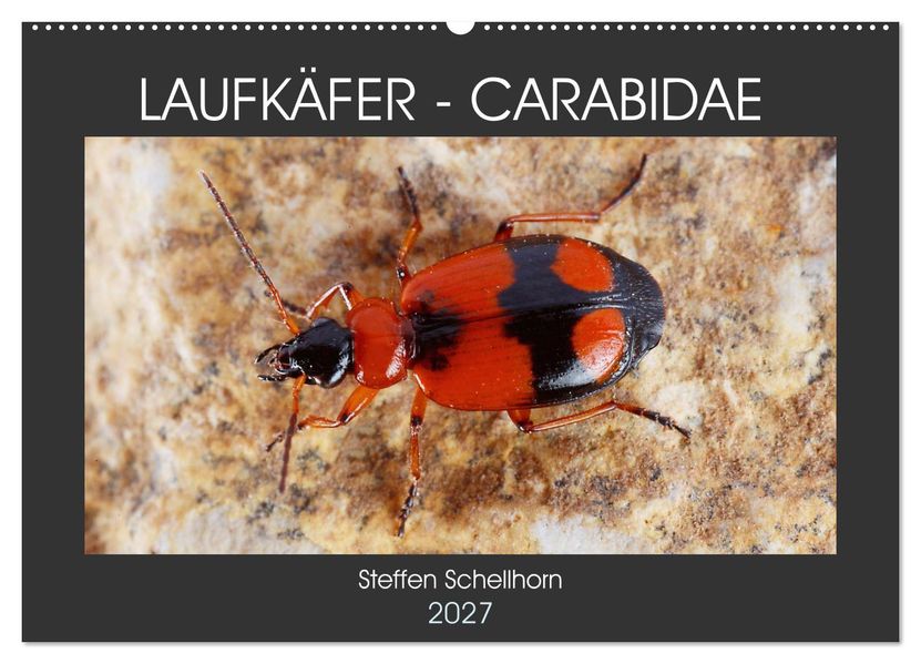 LAUFKÄFER - CARABIDAE (Wandkalender 2027 DIN A2 quer) CALVENDO Monatskalender