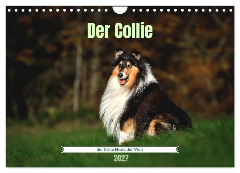 Der Collie der beste Hund der Welt (Wandkalender 2027 DIN A4 quer) CALVENDO Monatskalender
