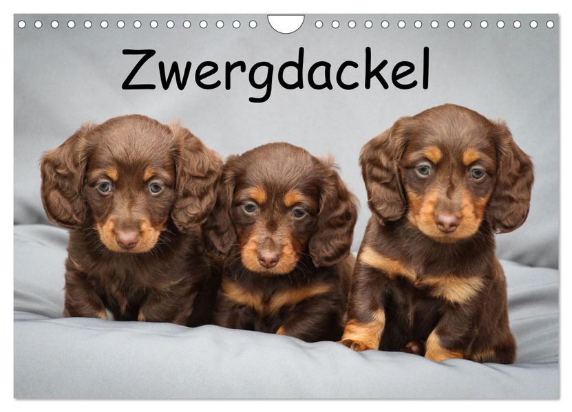 Zwergdackel von Kadi (Wandkalender 2027 DIN A4 quer) CALVENDO Monatskalender