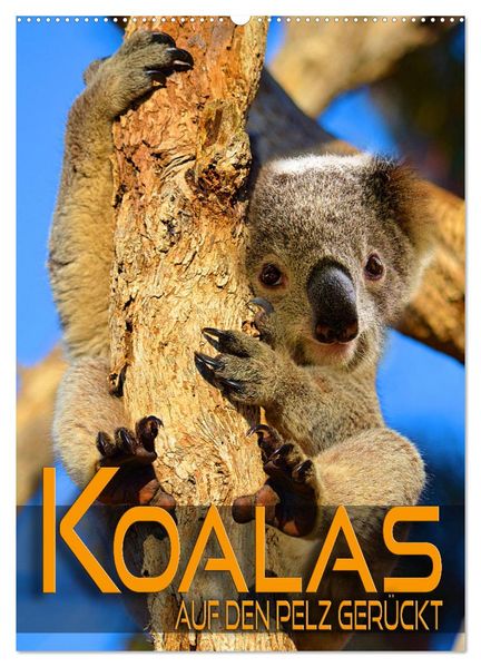 Koalas auf den Pelz gerückt (Wandkalender 2027 DIN A2 hoch) CALVENDO Monatskalender