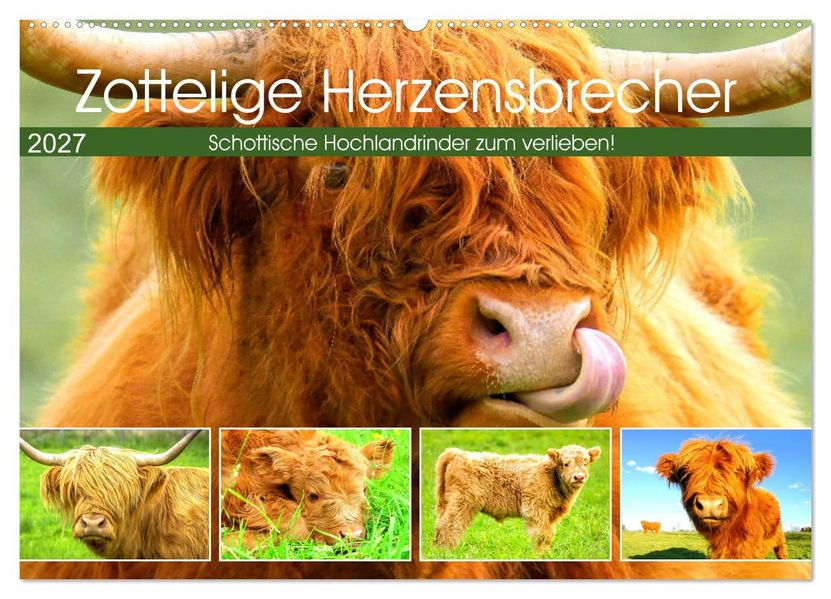 Zottelige Herzensbrecher. Schottische Hochlandrinder zum Verlieben (Wandkalender 2027 DIN A2 quer) CALVENDO Monatskalender
