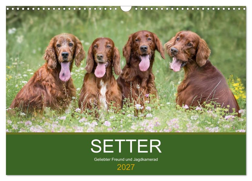 Setter - Geliebter Freund und Jagdkamerad (Wandkalender 2027 DIN A3 quer) CALVENDO Monatskalender