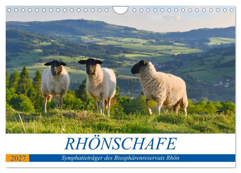 Rhönschafe - Symphatieträger des Biosphärenreservats Rhön (Wandkalender 2027 DIN A4 quer) CALVENDO Monatskalender
