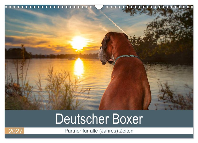 Deutscher Boxer (Wandkalender 2027 DIN A3 quer) CALVENDO Monatskalender