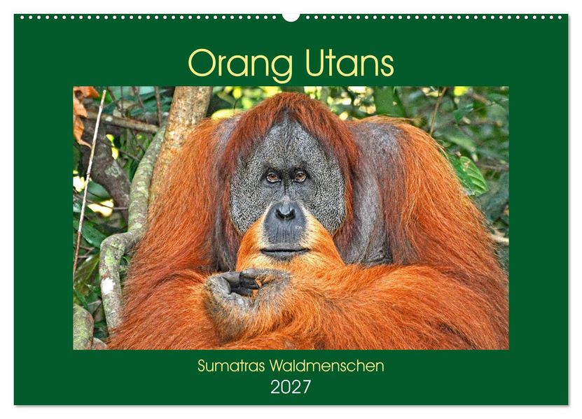 Orang Utans Sumatras Waldmenschen (Wandkalender 2027 DIN A2 quer) CALVENDO Monatskalender