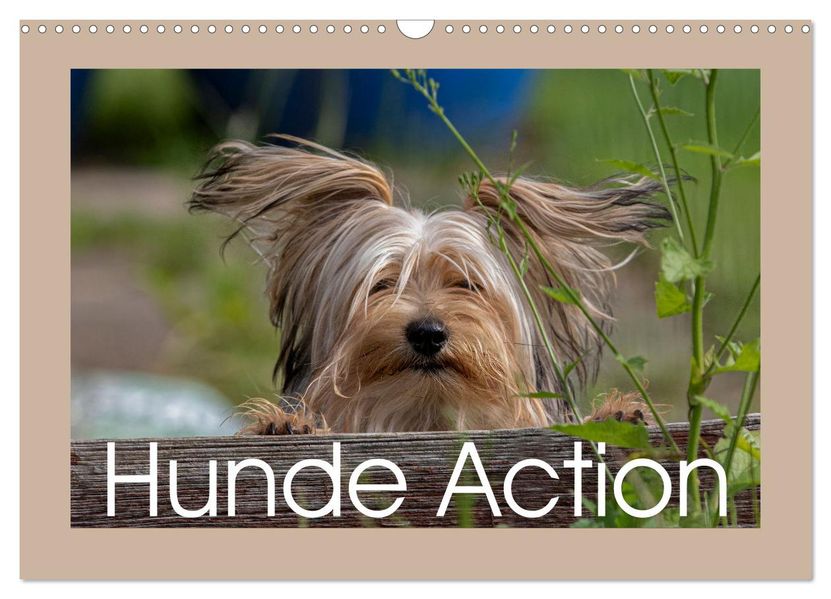 Hunde Action (Wandkalender 2027 DIN A3 quer) CALVENDO Monatskalender