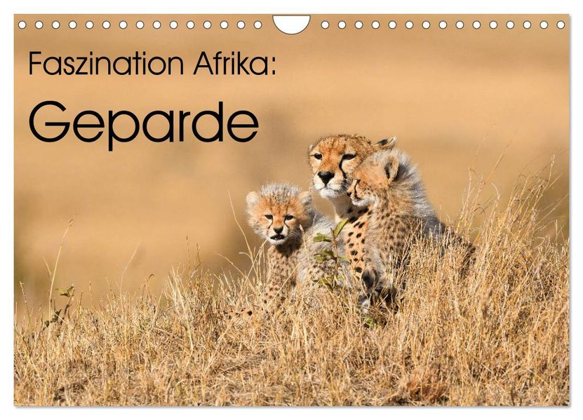 Faszinaton Afrika: Geparde (Wandkalender 2027 DIN A4 quer) CALVENDO Monatskalender