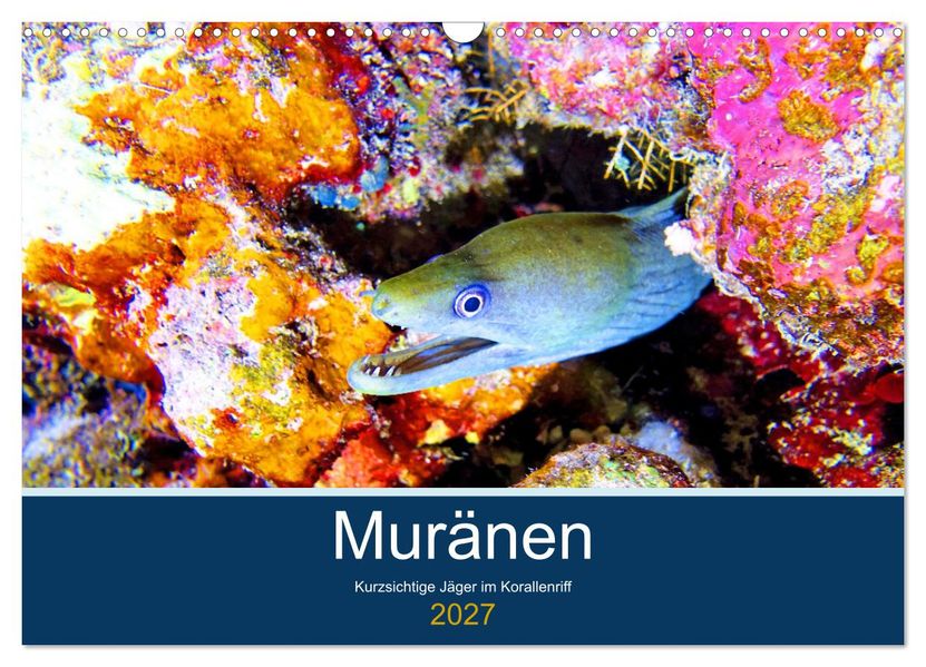 Muränen - Kurzsichtige Jäger im Korallenriff (Wandkalender 2027 DIN A3 quer) CALVENDO Monatskalender
