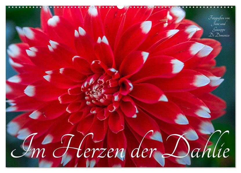 Im Herzen der Dahlie (Wandkalender 2027 DIN A2 quer) CALVENDO Monatskalender