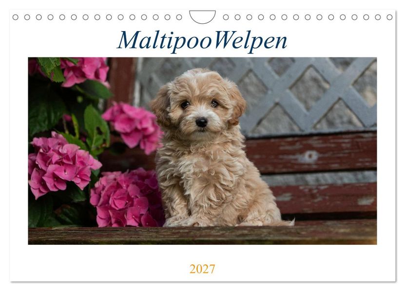 Maltipoo Welpen (Wandkalender 2027 DIN A4 quer) CALVENDO Monatskalender