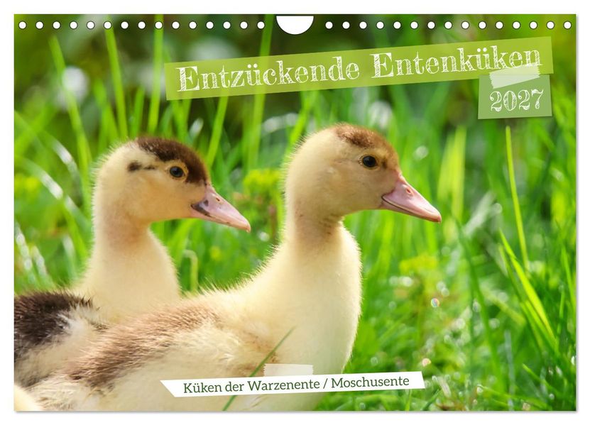 Entzückende Entenküken (Wandkalender 2027 DIN A4 quer) CALVENDO Monatskalender