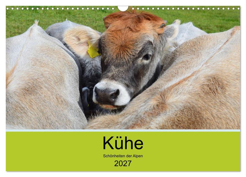 Kühe - Schönheiten der Alpen (Wandkalender 2027 DIN A3 quer) CALVENDO Monatskalender