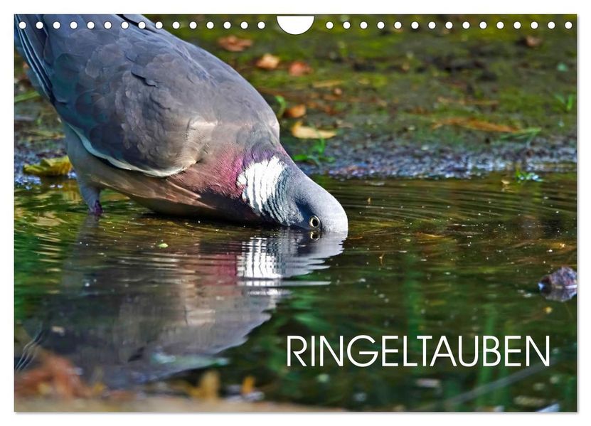 Ringeltauben (Wandkalender 2027 DIN A4 quer) CALVENDO Monatskalender