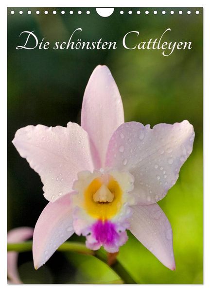 Die schönsten Cattleyen (Wandkalender 2027 DIN A4 hoch) CALVENDO Monatskalender