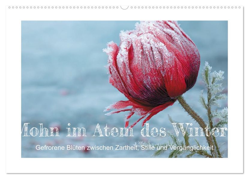 Mohn im Atem des Winters (Wandkalender 2027 DIN A2 quer) CALVENDO Monatskalender