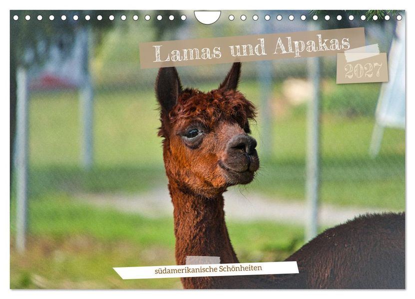 Lamas und Alpakas - südamerikanische Schönheiten (Wandkalender 2027 DIN A4 quer) CALVENDO Monatskalender