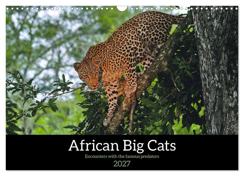 African Big Cats (Wall Calendar 2027 DIN A3 landscape) CALVENDO 12 Month Wall Calendar