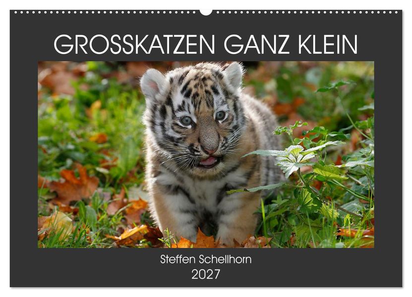 GROSSKATZEN GANZ KLEIN (Wandkalender 2027 DIN A2 quer) CALVENDO Monatskalender