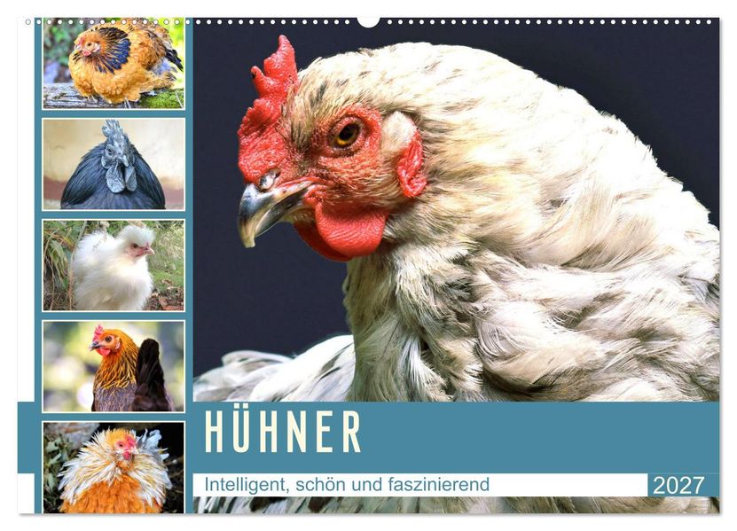 Hühner. Intelligent schön und faszinierend (Wandkalender 2027 DIN A2 quer) CALVENDO Monatskalender