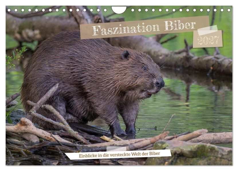 Faszination Biber (Wandkalender 2027 DIN A4 quer) CALVENDO Monatskalender