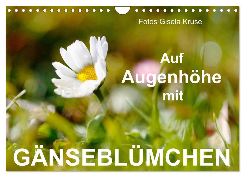 Auf Augenhöhe mit Gänseblümchen (Wandkalender 2027 DIN A4 quer) CALVENDO Monatskalender
