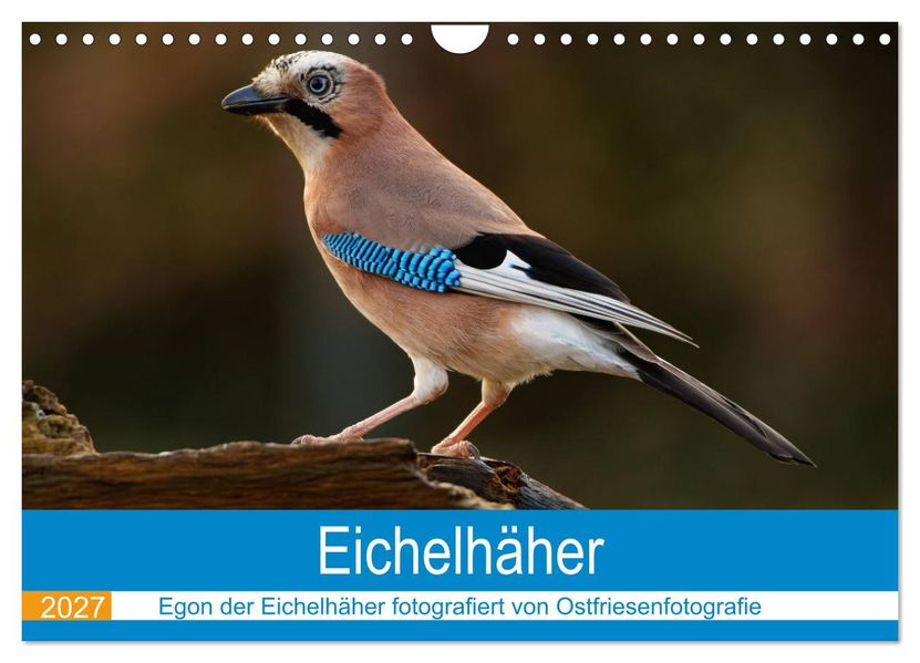 Eichelhäher - Egon der Eichelhäher fotografiert von Ostfriesenfotografie (Wandkalender 2027 DIN A4 quer) CALVENDO Monatskalender
