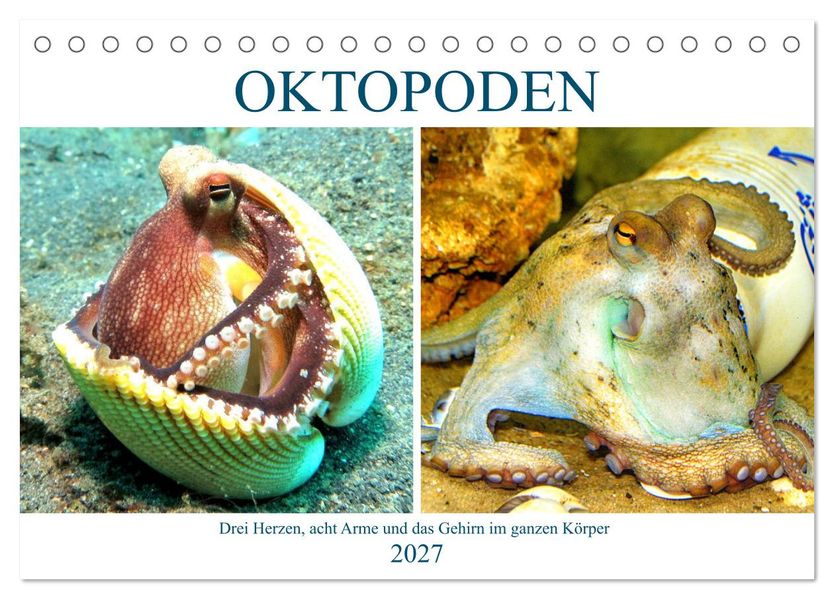 Oktopoden. Drei Herzen acht Arme und das Gehirn im ganzen Körper (Tischkalender 2027 DIN A5 quer) CALVENDO Monatskalender