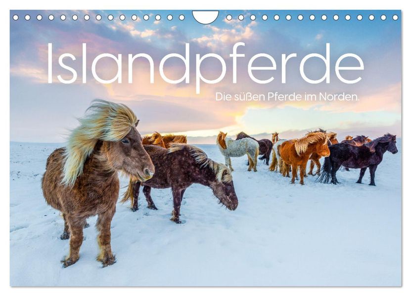 Islandpferde - Die süßen Pferde im Norden. (Wandkalender 2027 DIN A4 quer) CALVENDO Monatskalender