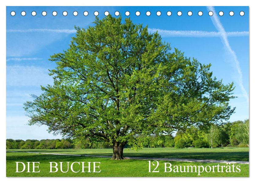 Die Buche: 12 Baumporträts (Tischkalender 2027 DIN A5 quer) CALVENDO Monatskalender