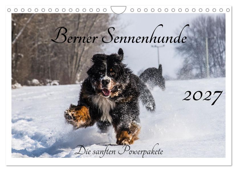 Berner Sennenhunde - Die sanften Powerpakete (Wandkalender 2027 DIN A4 quer) CALVENDO Monatskalender