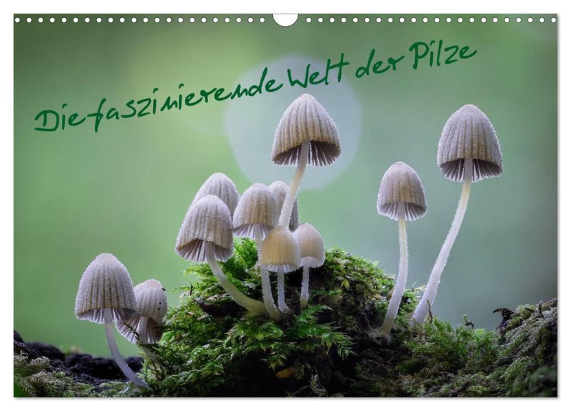 Die faszinierende Welt der Pilze (Wandkalender 2027 DIN A3 quer) CALVENDO Monatskalender