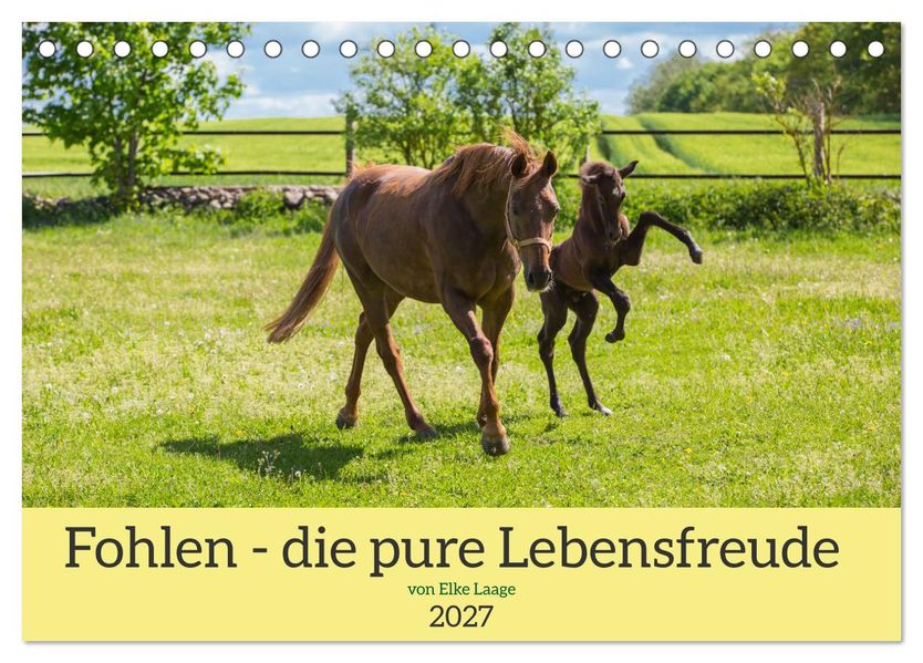 Fohlen - die pure Lebensfreude (Tischkalender 2027 DIN A5 quer) CALVENDO Monatskalender