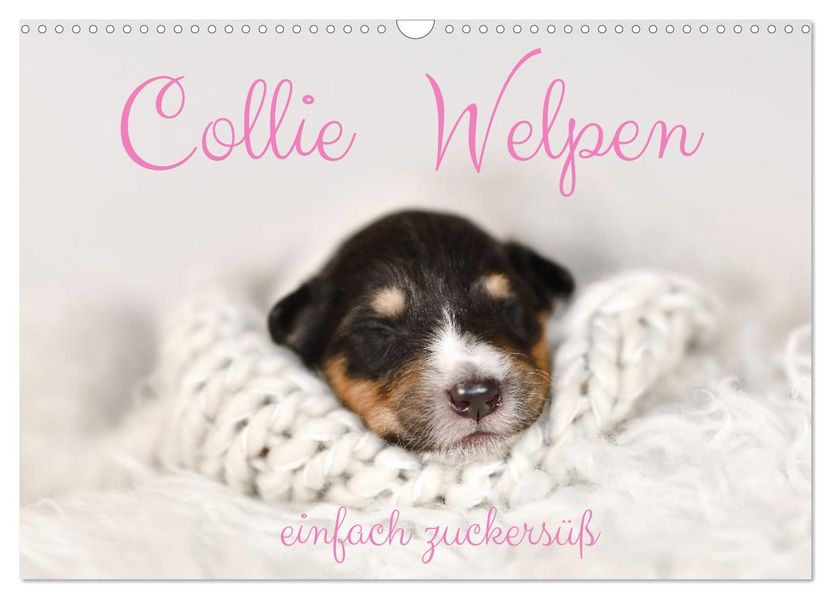 Collie Welpen einfach zuckersüß (Wandkalender 2027 DIN A3 quer) CALVENDO Monatskalender