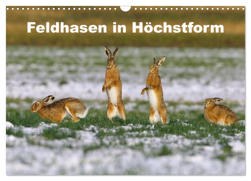 Feldhasen in Höchstform (Wandkalender 2027 DIN A3 quer) CALVENDO Monatskalender