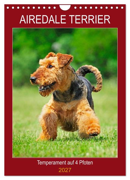 Airedale Terrier - Temperament auf 4 Pfoten (Wandkalender 2027 DIN A4 hoch) CALVENDO Monatskalender