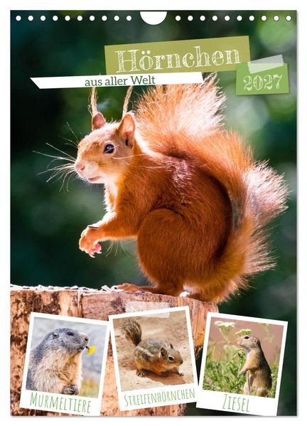 Hörnchen aus aller Welt (Wandkalender 2027 DIN A4 hoch) CALVENDO Monatskalender