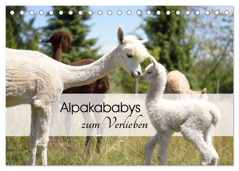 Alpakababys zum Verlieben (Tischkalender 2027 DIN A5 quer) CALVENDO Monatskalender