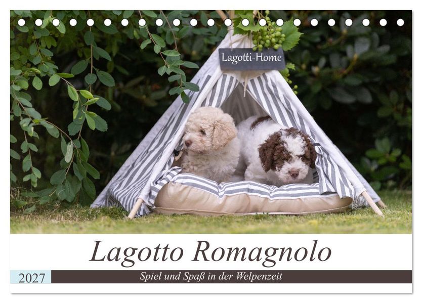 Lagotto Romagnolo - Spiel und Spaß in der Welpenzeit (Tischkalender 2027 DIN A5 quer) CALVENDO Monatskalender
