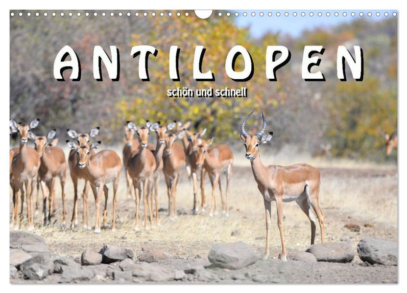 Antilopen schön und schnell (Wandkalender 2027 DIN A3 quer) CALVENDO Monatskalender