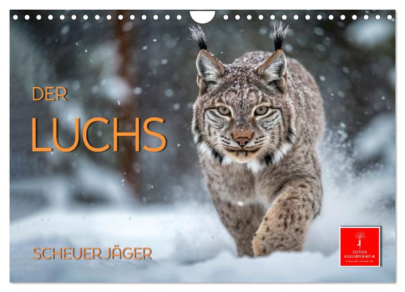 Der Luchs - scheuer Jäger (Wandkalender 2027 DIN A4 quer) CALVENDO Monatskalender