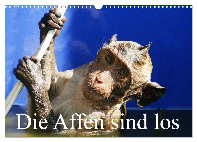 Die Affen sind los (Wandkalender 2027 DIN A3 quer) CALVENDO Monatskalender