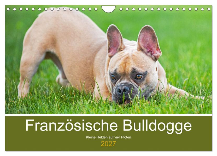 Französische Bulldogge - Kleine Helden auf vier Pfoten (Wandkalender 2027 DIN A4 quer) CALVENDO Monatskalender