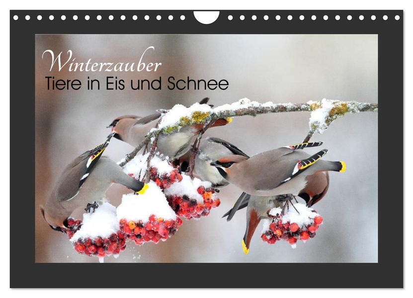 Winterzauber - Tiere in Eis und Schnee (Wandkalender 2027 DIN A4 quer) CALVENDO Monatskalender